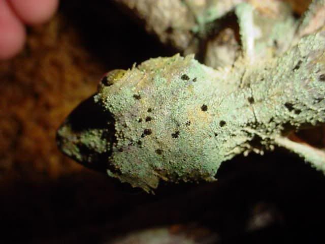 Uroplatus_alluaudi____2.jpg