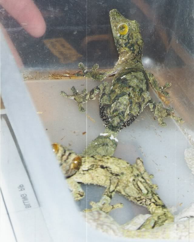 mossy1.jpg