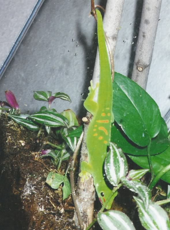 scan00re03.jpg