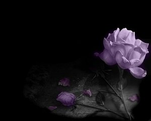 rose.png Purple Rose image by unXsolvedXlove