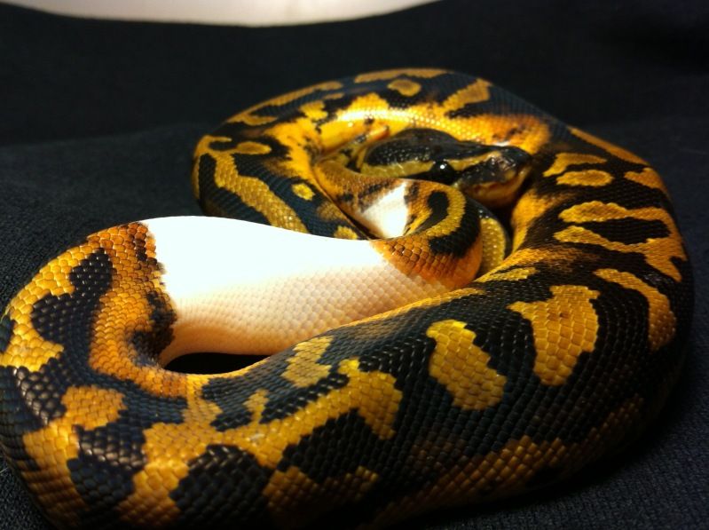 ballpython.jpg