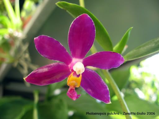 Phalaenopsispulchra2.jpg
