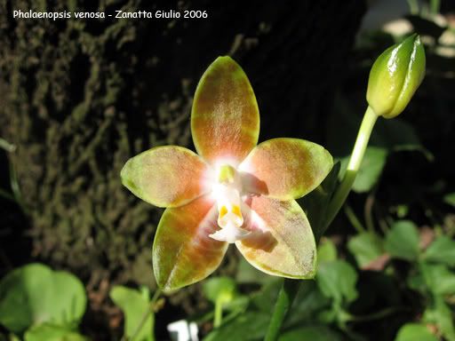 Phalaenopsisvenosa.jpg
