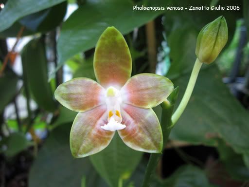 Phalaenopsisvenosa2.jpg