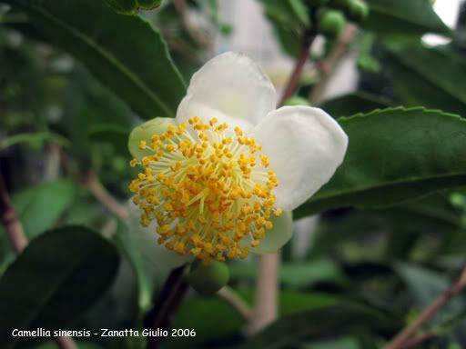 Camelliasinensis3.jpg