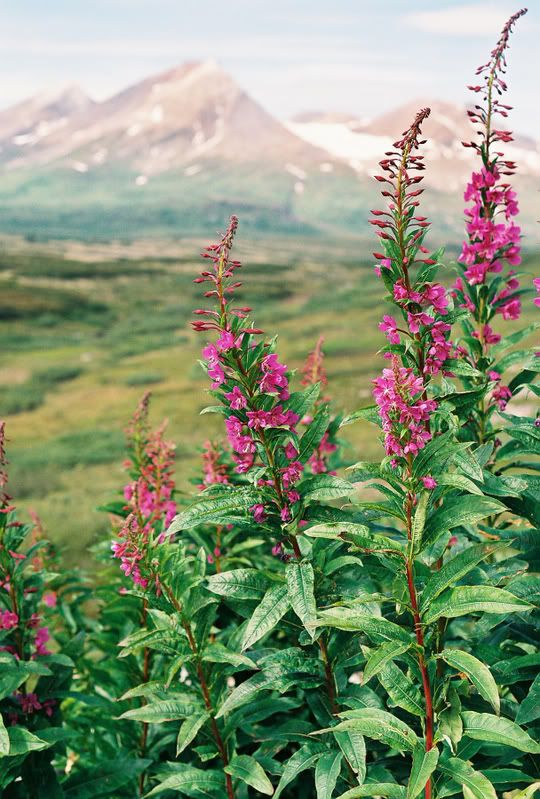 fireweed Pictures, Images and Photos
