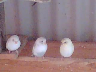 Image045.jpg