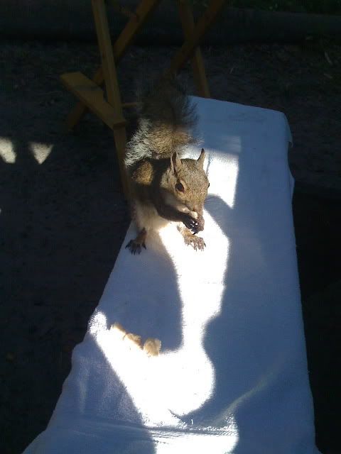 Squirrel buddy