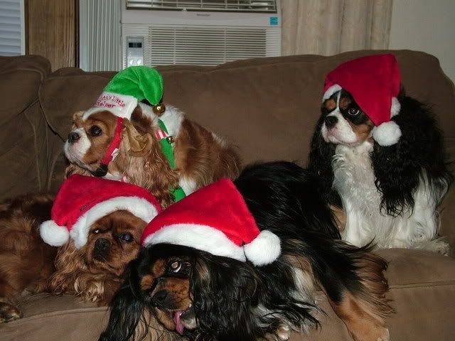 christmasdogs2006040.jpg