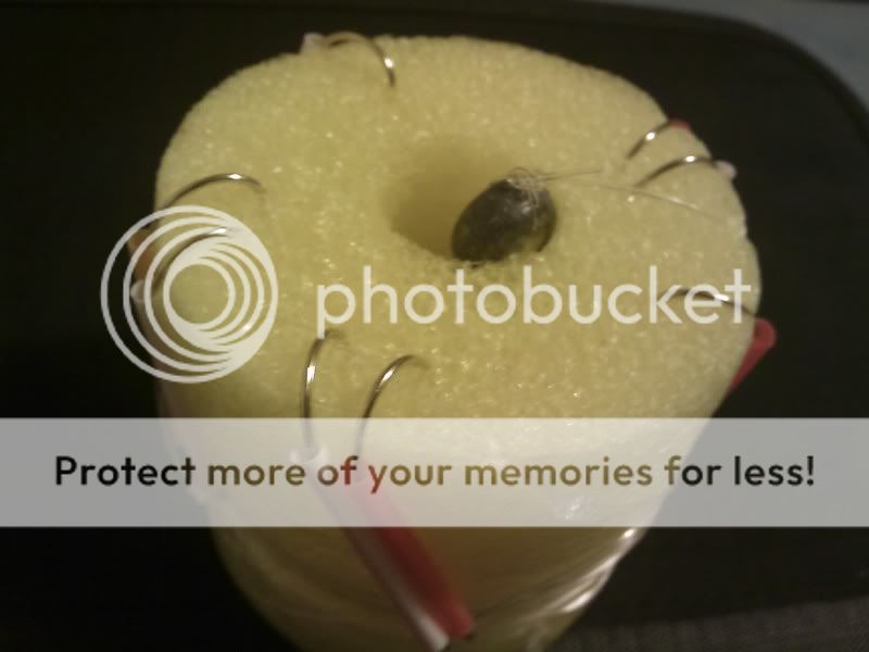 Spanish Tree/Straw Rigs 101 | Pier and Surf Forum