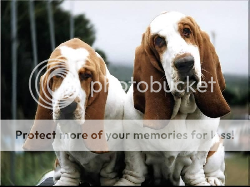 Bassett Hounds Pictures, Images and Photos