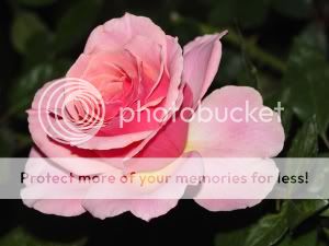 https://i27.photobucket.com/albums/c183/yamithedarkangel/Flowers/PinkRose.jpg