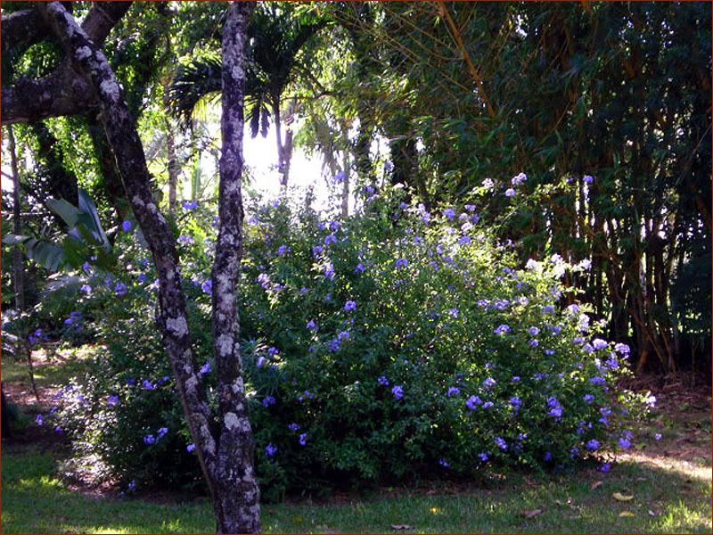 Blueflowerbush.jpg picture by origa